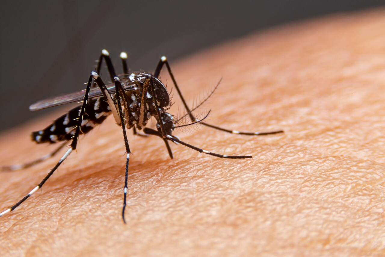 Sarandi mantém cenário de estabilidade da dengue e reforça ações de prevenção